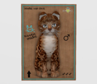 Male Breedable Cat KittyCatS Bengal - Copper Destiny Skyline