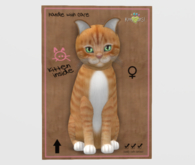 Female Breedable Cat KittyCatS European Shorthair - Ginger Snap