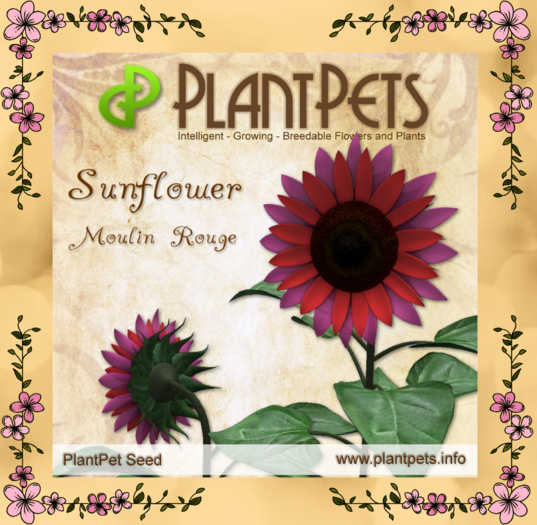 PlantPet Seed [Sunflower *Moulin Rouge*]