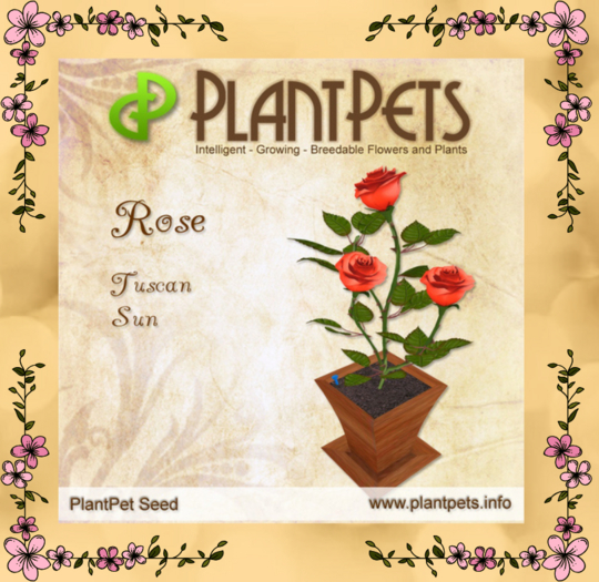 PlantPet Seed [Rose *Tuscan Sun*]