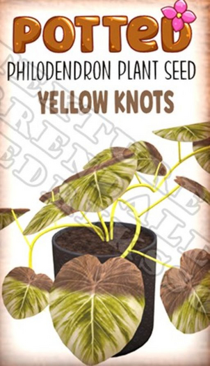 Potted: Philodendron Plant Seed: Yellow Knots