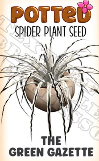 Potted: Spider Plant Seed: The Green Gazette