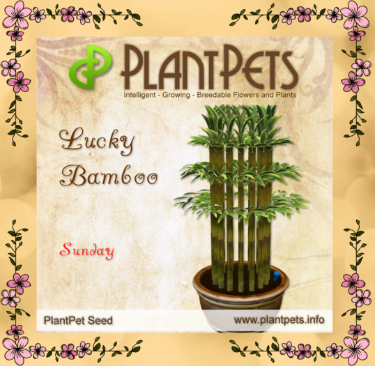 PlantPet Seed [Lucky Bamboo *Sunday*]