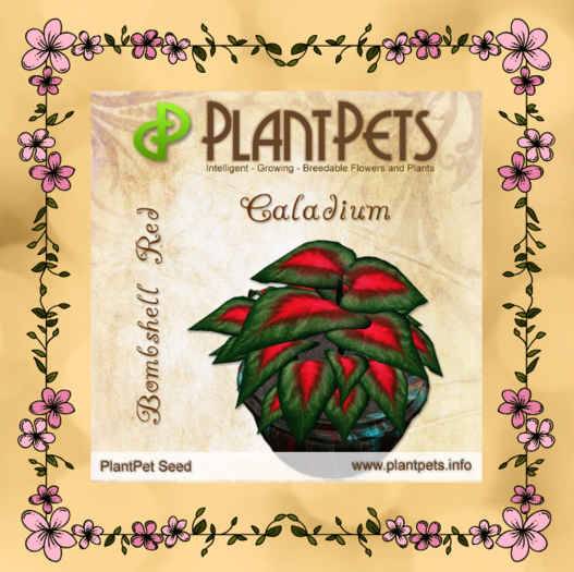 PlantPet Seed [Caladium *Bombshell Red*]