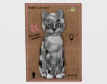 Female Breedable Cat Maine Coon - Silver Tortoiseshell Kitten