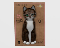 Female Breedable Cat American Short. - Brown & White Patch