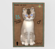 Male Breedable Cat KittyCatS Burmilla - Chocolate Silver Shaded