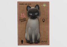 Female Breedable Cat KittyCatS Tonkinese - Blue Mink WOW!
