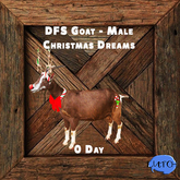 DFS Goat - Male - Christmas Dreams 