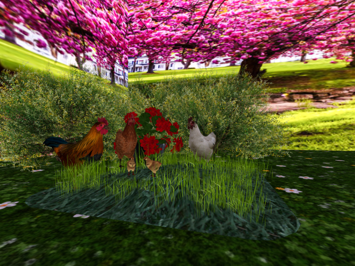 Geraniums with Chickens 