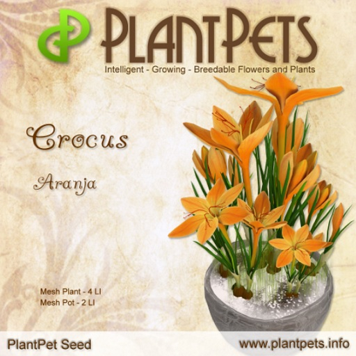 PlantPet Seed [Crocus *Aranja*]