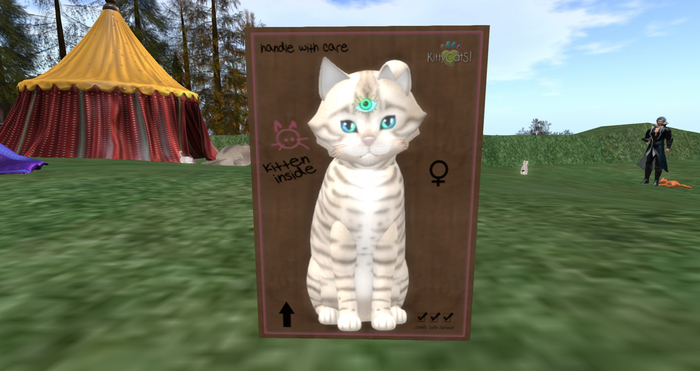 KittyCatS Box - New Born Kitten - Toyger - Snow - Blinking Octopus