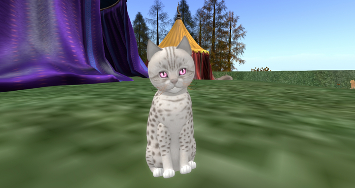 KittyCats - Ocicat - Platinum - F