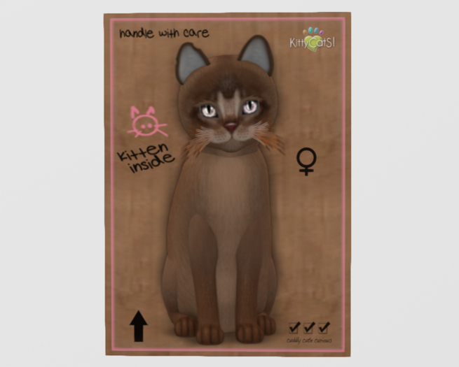 Female Breedable Cat KittyCats Abyssinian - Ruddy WOW Kitten