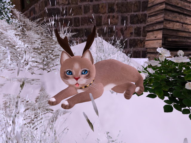 KittyCats - (2011) RainDear - "The Boy"