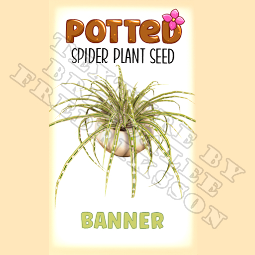 Potted: Spider Plant Seed: Banner (ACTUAL PLANT SEED) - Retired!