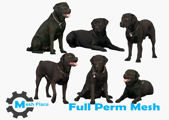 GIFT 6 Labrador Retriver Dogs Full Perm