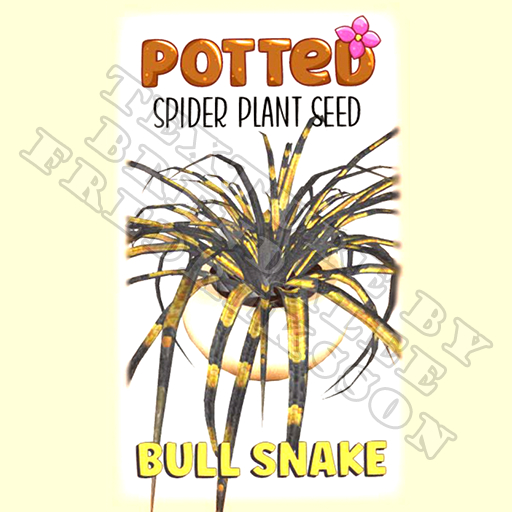 Potted: Spider Plant Seed: Bull Snake (ACTUAL PLANT SEED) - Retired!