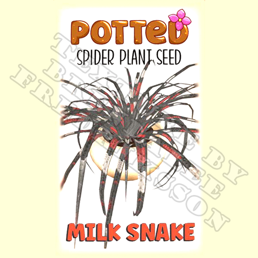 Potted: Spider Plant Seed: Milk Snake (ACTUAL PLANT SEED) - Retired!