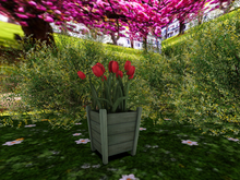 Wooden Planter with Tulips in Red