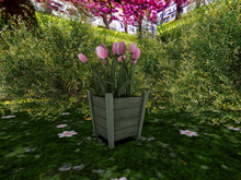 Wooden Planter with Pink Tulips