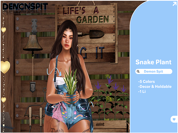 -DS- Snake Plant - Fatpack