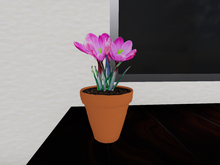 Crocuses in Pink with Clay Pot