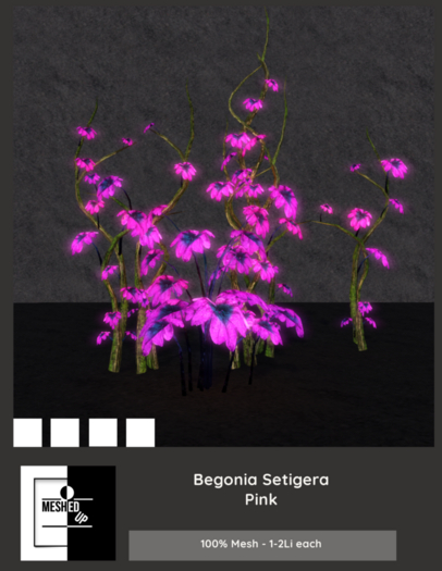 MeshedUp: Begonia Setigera Pink Pack 