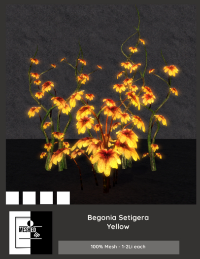 MeshedUp: Begonia Setigera Yellow Pack