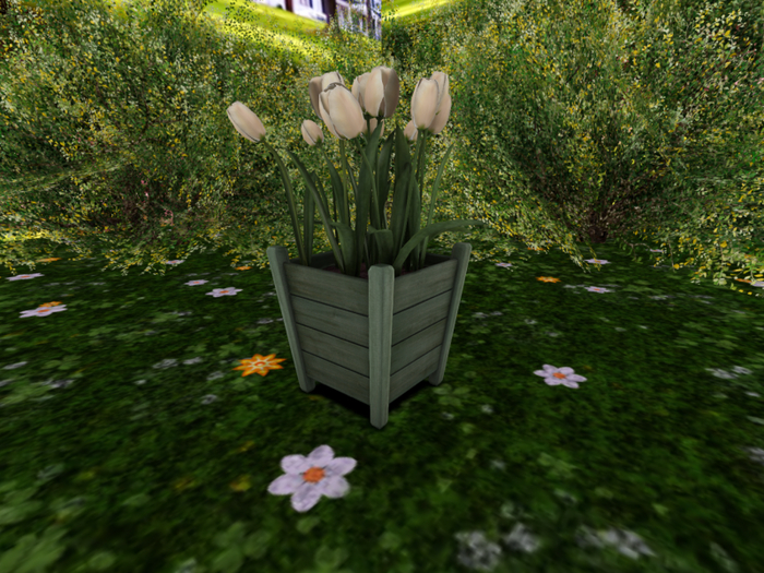 Wooden Planter with Tulips in Cream