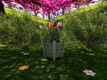 Wooden Planter with Tulips - Tricolor