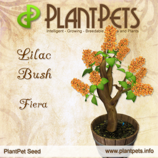 PlantPet Seed [Lilac Bush *Fiera*]