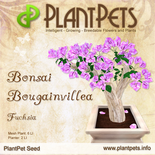 PlantPet Bonsai Bougainvillea *Fuchsia*