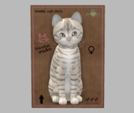 Male Breedable Cat KittyCarS Toyger - Snow White Striped Kitten