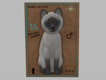 Male Breedable Cat KittyCatS Siamese - Blue Super Beautiful