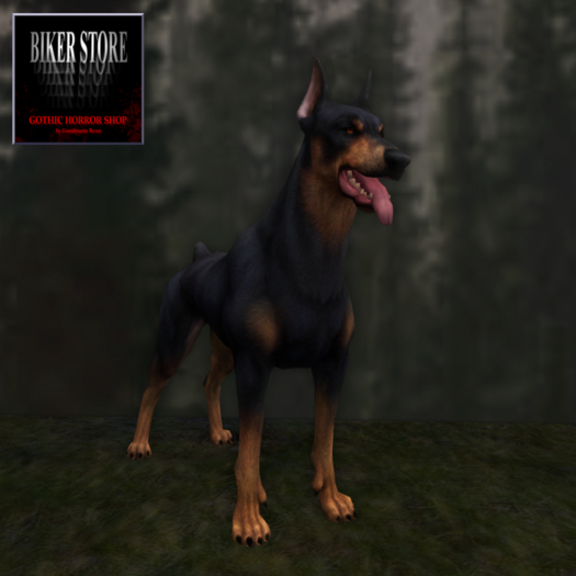 #The Doberman Dog