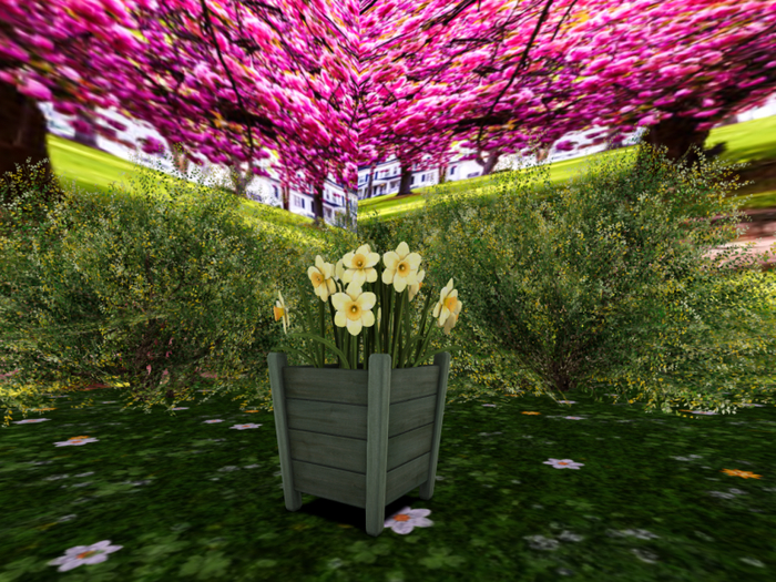 Wooden Planter with Daffodils in Light Yellow