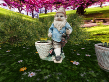 Gnome with Yellow Crocuses