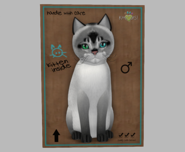 Male Breedable Cat KittyCatS Abyssinian - Salt & Pepper