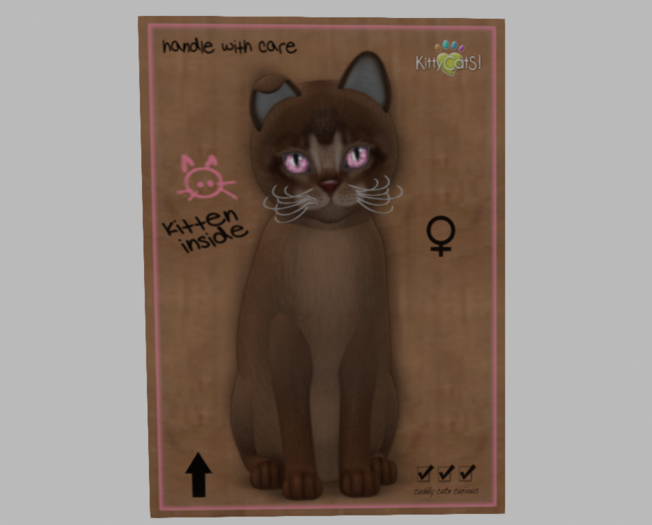 Female Breedable Cat KittyCatS Abyssinian - Ruddy Kitten