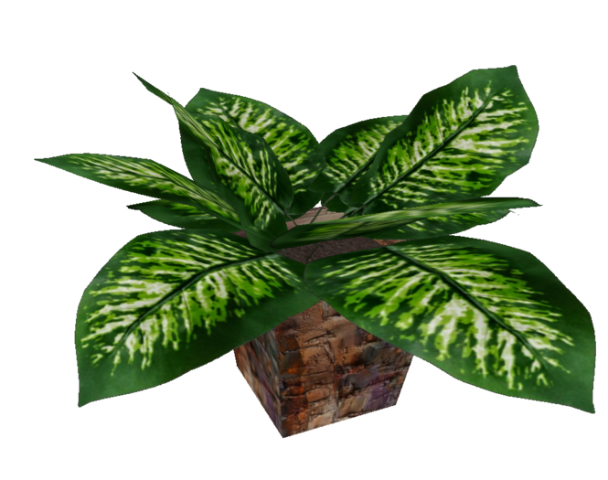 Dieffenbachia Compacta (Tropical Snow) in Beautiful Pot