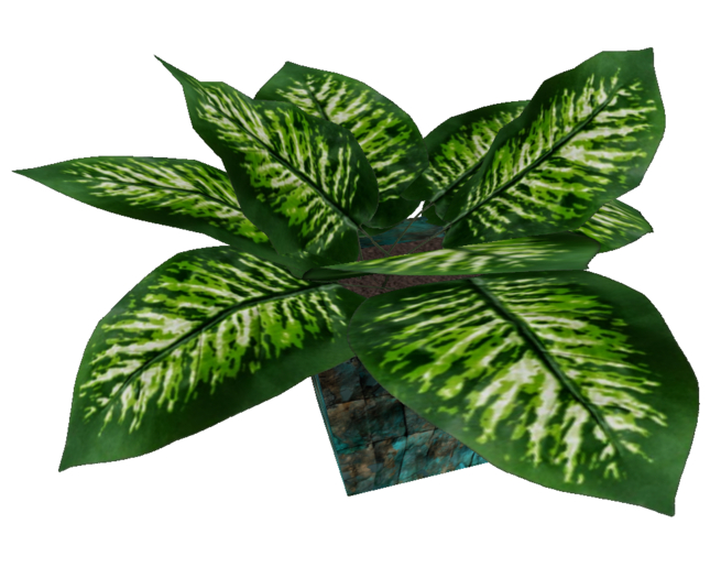 Dieffenbachia Compacta (Tropical Snow) in Turquoise Pot