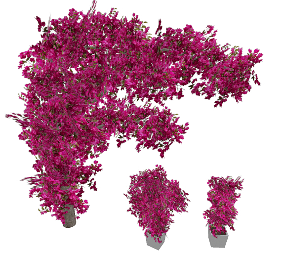 Atheria Designs Exclusive Bougainvillea Wall Plant ~ 3 Pack