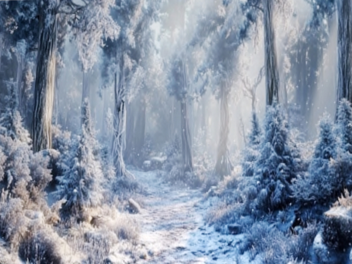 Winter Forest Texture