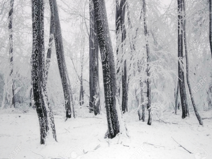 Winter Trees Texture