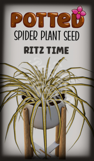 Potted: Spider Plant Seed: Ritz Time