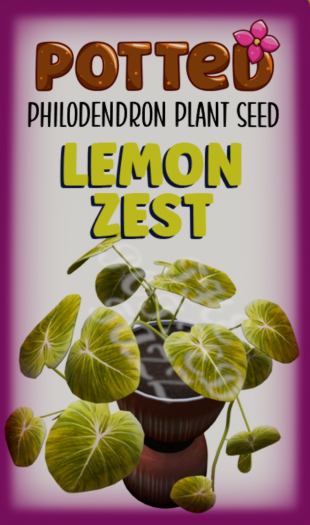 Potted: Philodendron Plant Seed: Lemon Zest