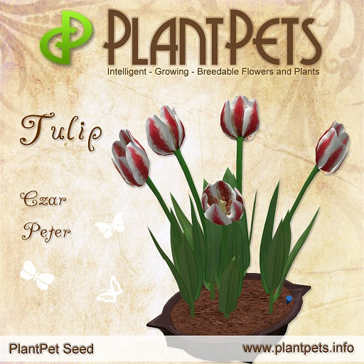 PlantPet Seed [Tulip *Czar Peter*]