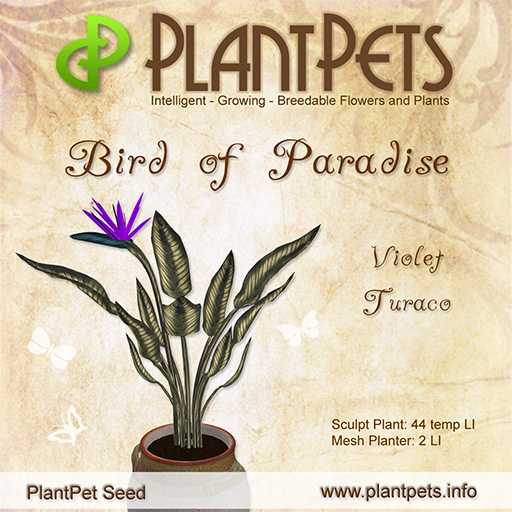 PlantPet Seed [Bird of Paradise *Violet Turaco*]
