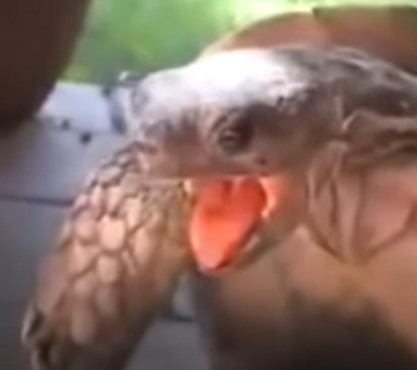 Turtle Moan gesture